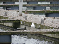 Larus argentatus