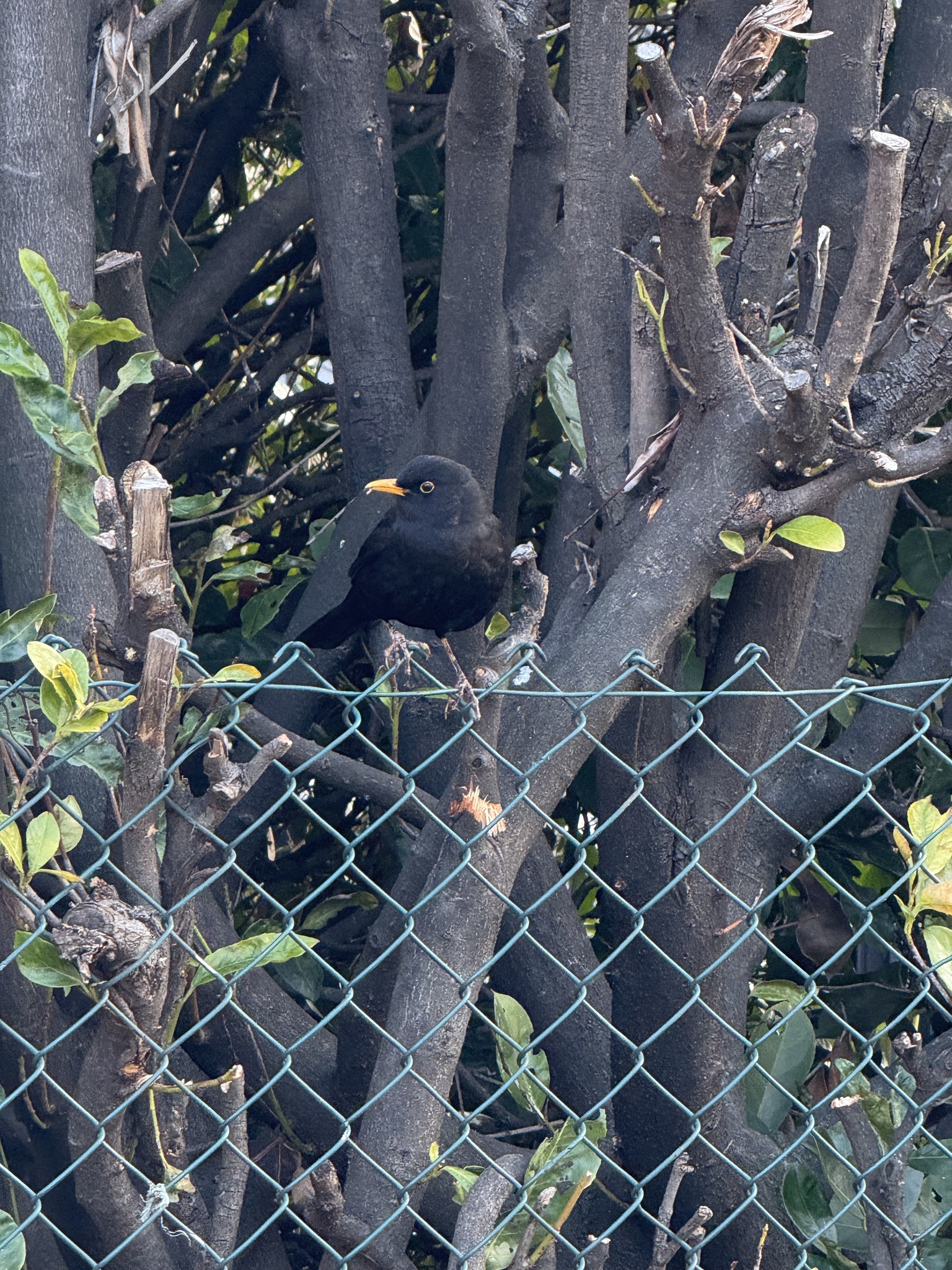 Turdus merula