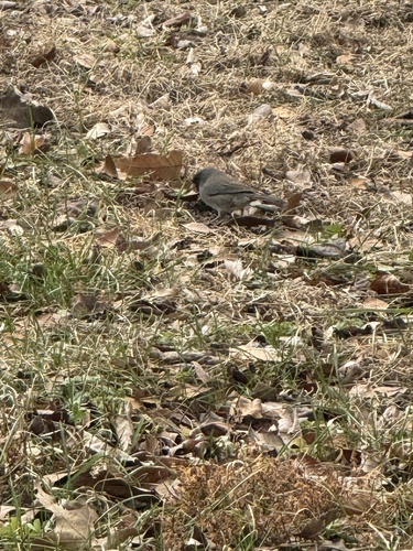 Dark-eyed Junco (Junco hyemalis), photo 1