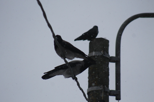 Western Jackdaw (Coloeus monedula), photo 4