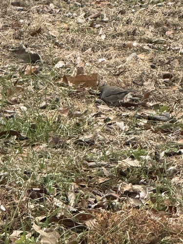 Dark-eyed Junco (Junco hyemalis), photo 2