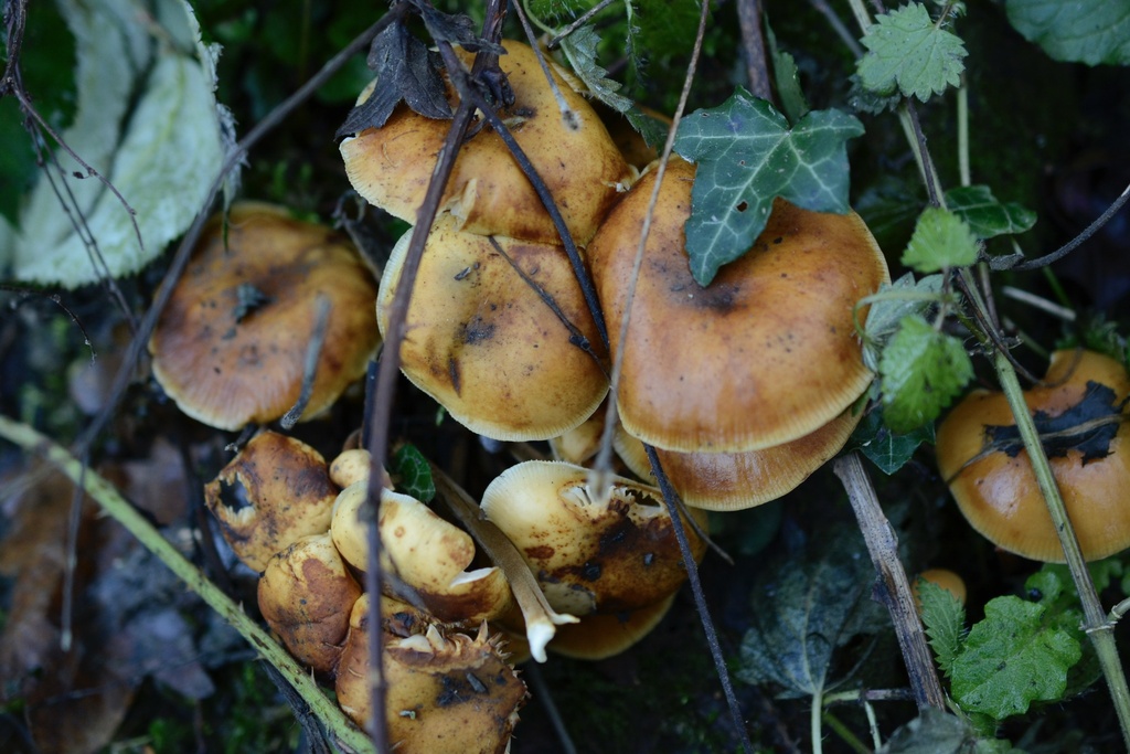 Flammulina