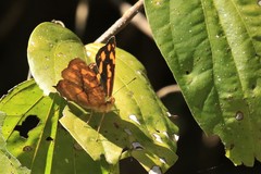 Symbrenthia lilaea formosanus