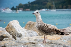 Larus michahellis