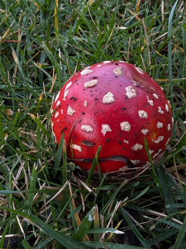 Fly agaric