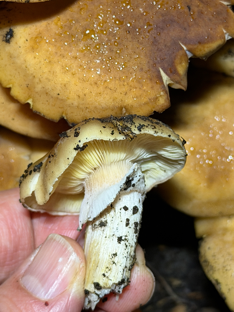 Armillaria mellea · January 2026 · photo: © chrisalises (iNaturalist, cc-by)