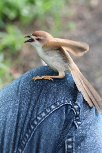 Yellow-eyed Babbler