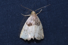 Rivula basalis