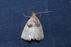 Rivula basalis