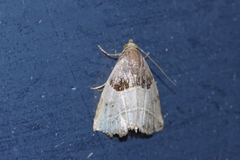 Rivula basalis