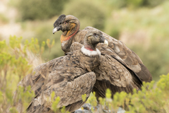 Andean Condor photo 5