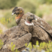 Vultur gryphus - Photo (c) eindeli,  זכויות יוצרים חלקיות (CC BY-NC)