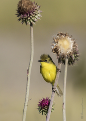 Pseudocolopteryx acutipennis