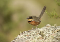 Olive-Crowned Crescentchest photo 2