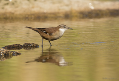 Cinclodes atacamensis