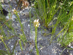 Wahlenbergia axillaris