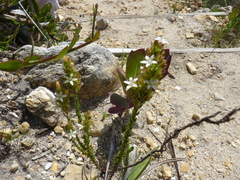 Wahlenbergia axillaris