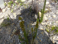 Wahlenbergia axillaris