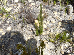 Wahlenbergia axillaris