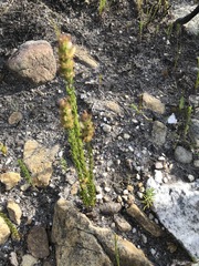 Wahlenbergia axillaris