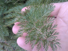 Anisotome haastii