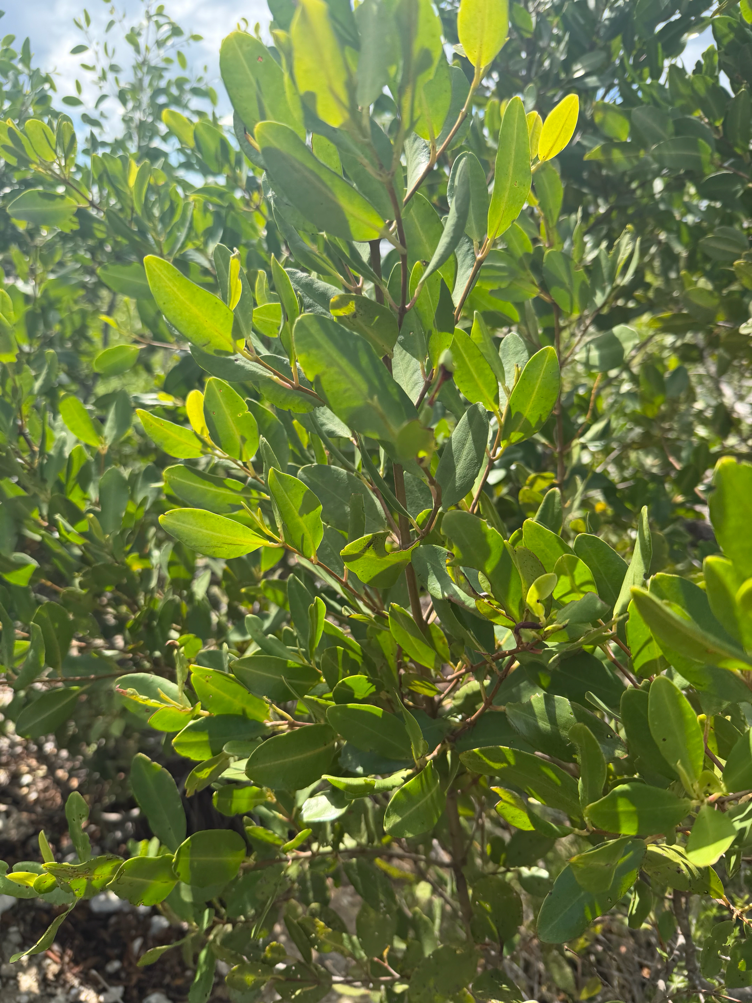 White mangrove