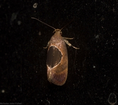 Hoplomorpha abalienella