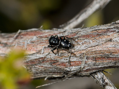 Heliophanus chovdensis