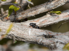 Heliophanus chovdensis