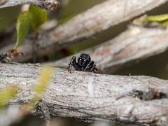 Heliophanus chovdensis