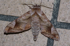 Acosmeryx naga