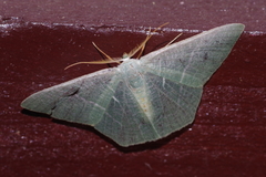 Pelagodes proquadraria