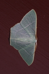 Pelagodes proquadraria