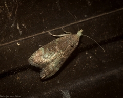 Heteromicta tripartitella