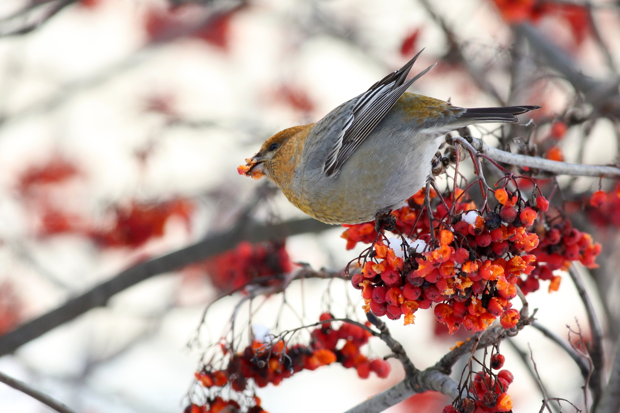 Pine Grosbeak (Pinicola enucleator), photo 4