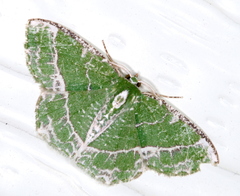 Eucyclodes insperata