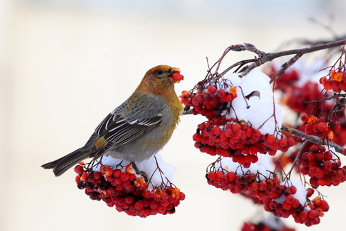 Pine Grosbeak (Pinicola enucleator), photo 3