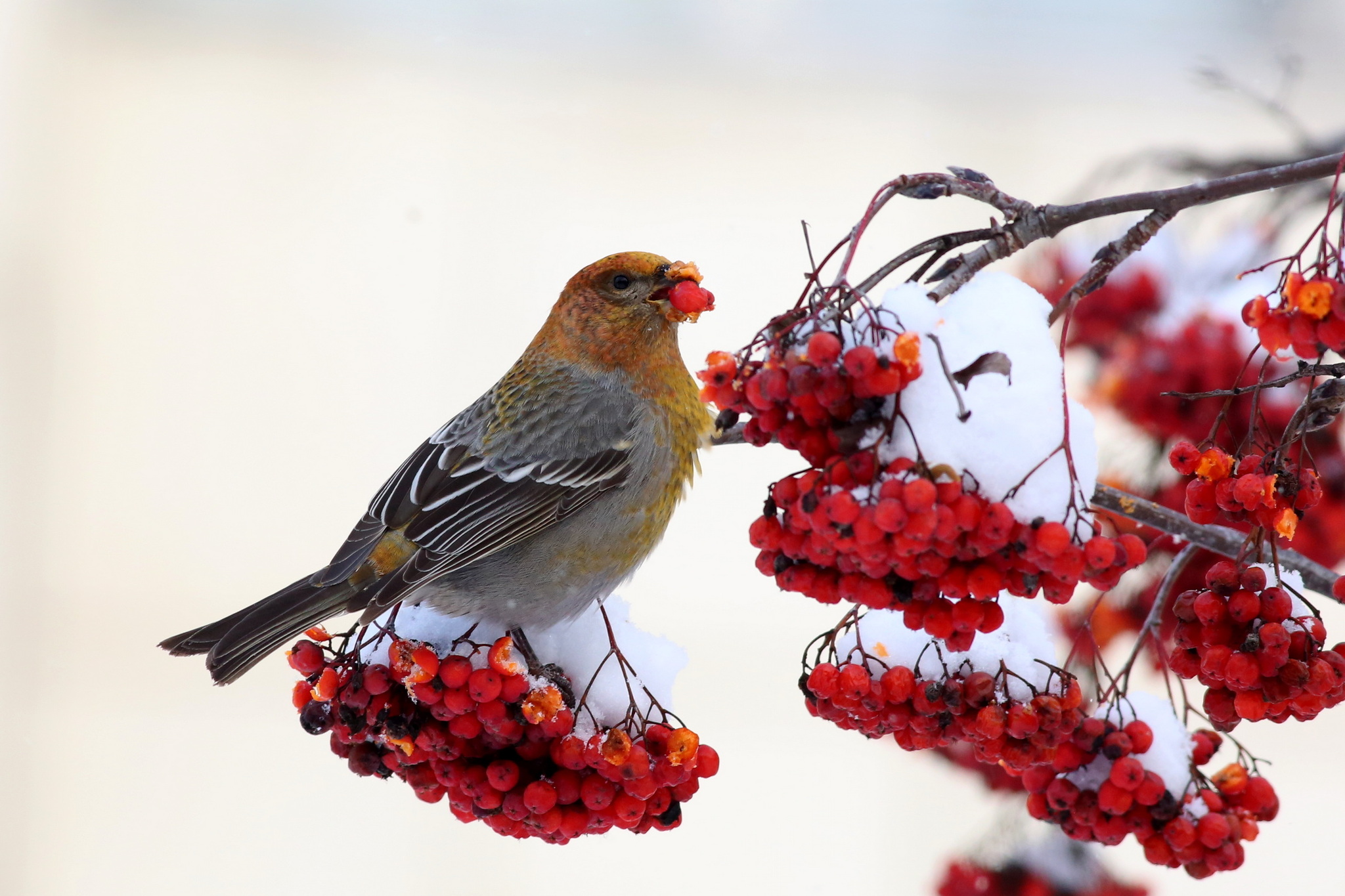 Pine Grosbeak (Pinicola enucleator), photo 3