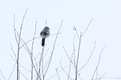 Great Grey Shrike (Lanius excubitor), photo 2