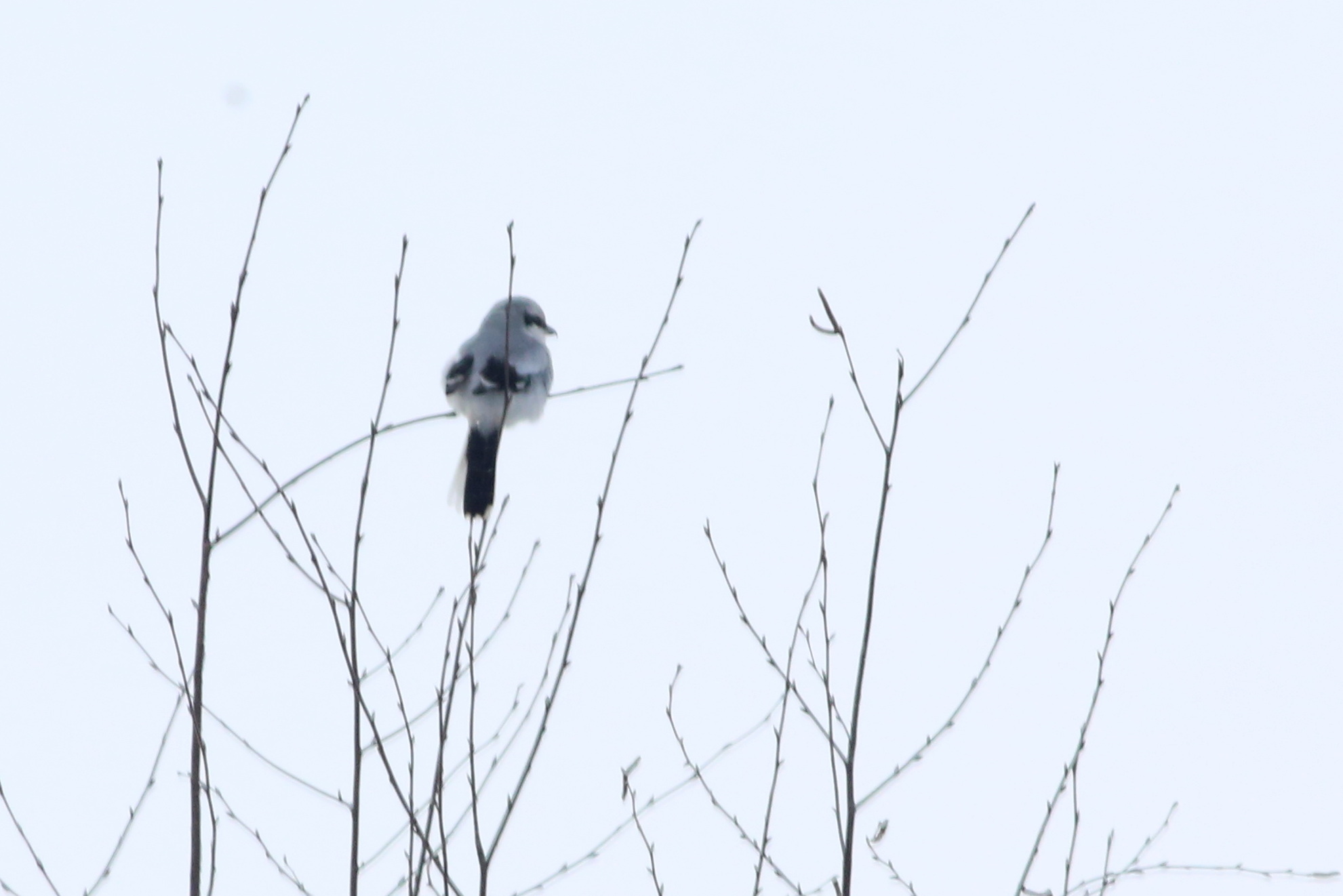 Great Grey Shrike (Lanius excubitor), photo 2