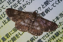 Cleora repulsaria