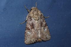 Feliniopsis indistans