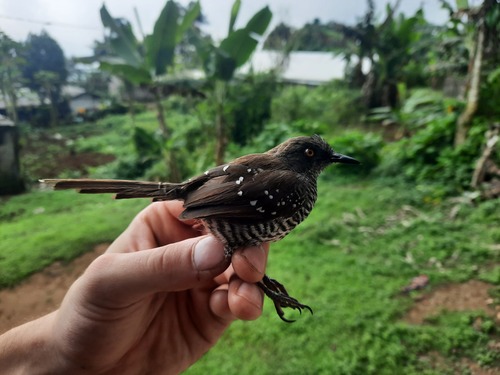 iNaturalist image