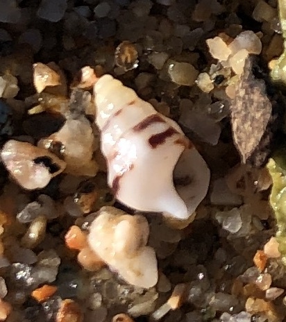Thericium Monterosato, 1890, a relative of Thericium — not Thericium itself