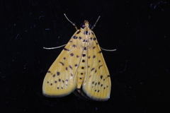 Conogethes punctiferalis