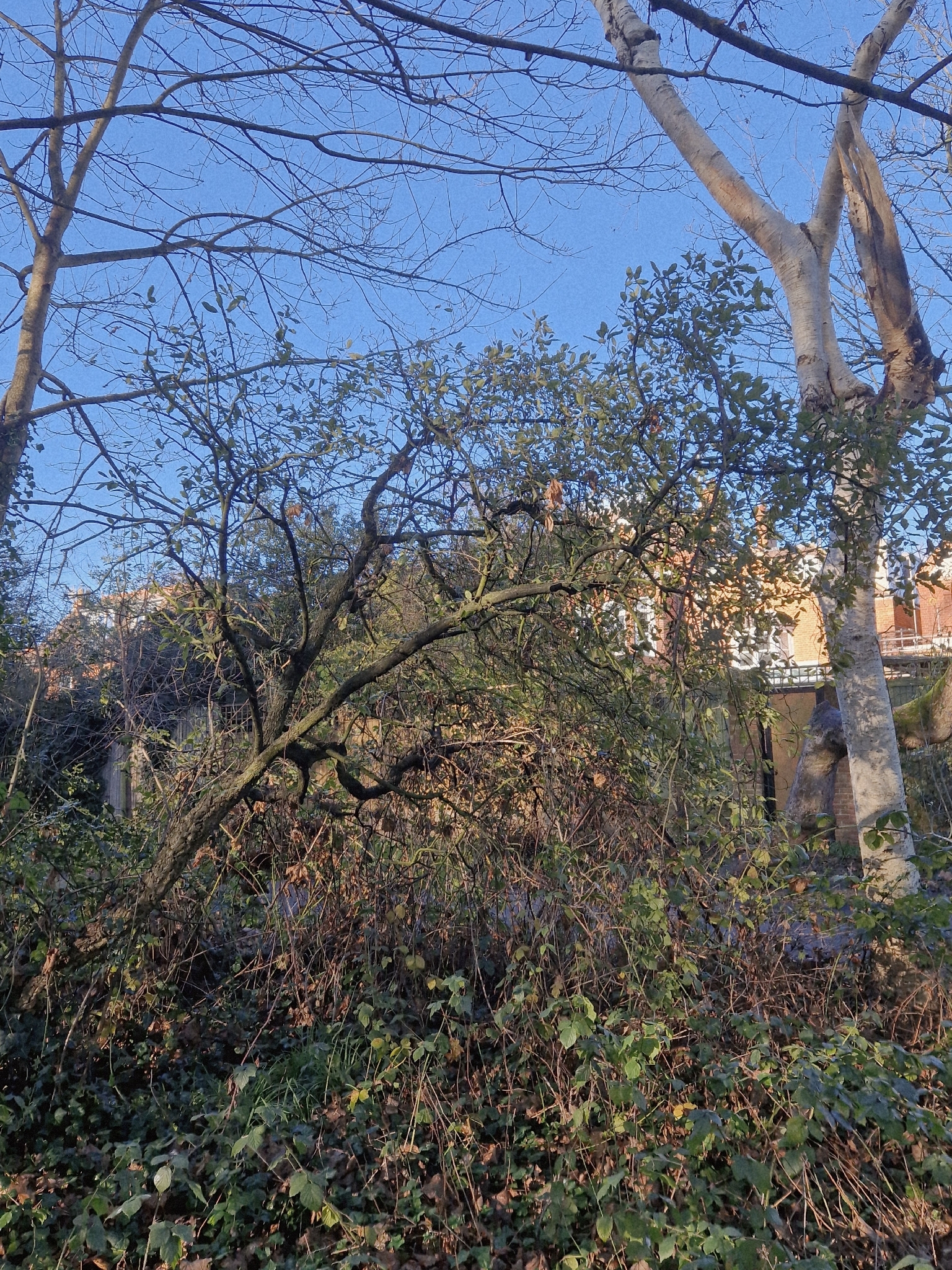 Cork Oak (Quercus suber)