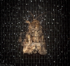 Spodoptera umbraculata