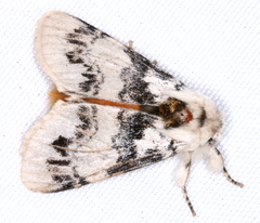 Iropoca rotundata