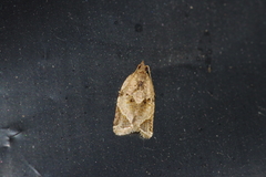 Neocalyptis affinisana