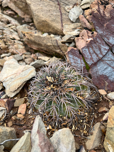 Gymnocalycium spegazzinii